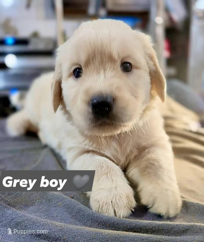 Grey Boy 🩶 – Golden Retriever, English Cream Golden Retriever puppy for sale in Laredo, TX