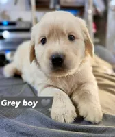 Grey Boy 🩶, a male Golden Retriever and English Cream Golden Retriever for sale in Laredo, TX – 1 of 2