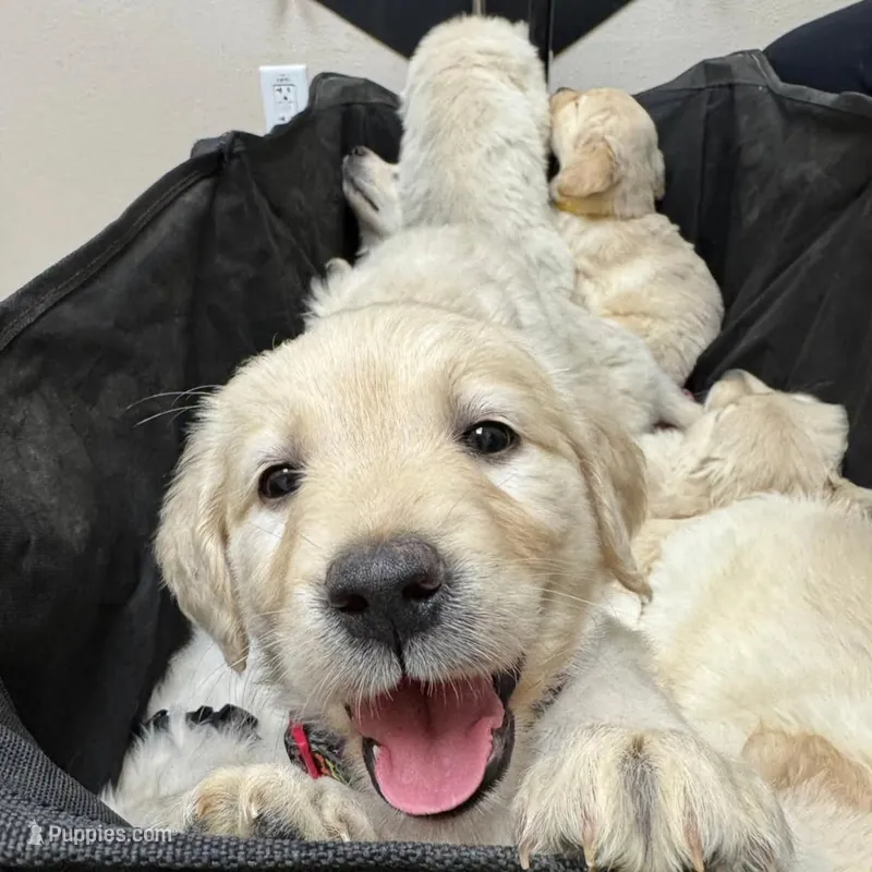 Purple girl 💜 – Golden Retriever, English Cream Golden Retriever puppy for sale in Laredo, TX