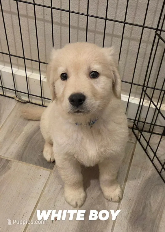 White Boy 🤍 – Golden Retriever, English Cream Golden Retriever puppy for sale in Laredo, TX