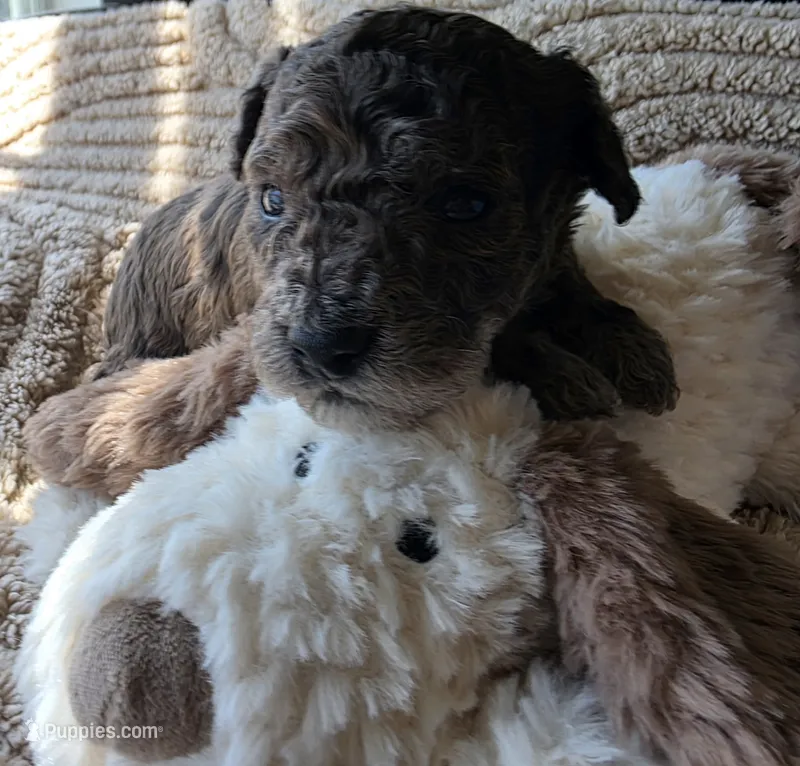 Lobo - AKC mini poodle – Poodle - Miniature  puppy for sale in Middleburg, FL