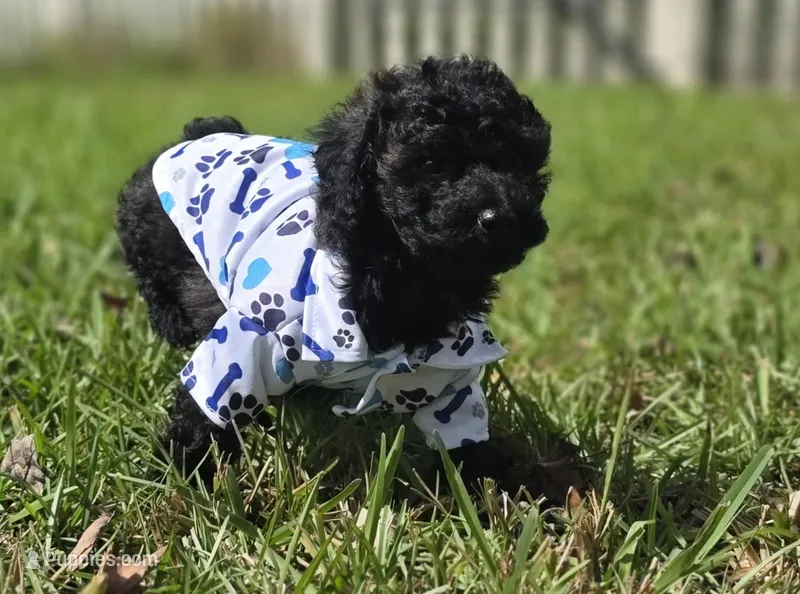 Onyx - AKC mini poodle – Poodle - Miniature  puppy for sale in Middleburg, FL