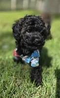 Onyx - AKC mini poodle, a male Poodle - Miniature  for sale in Middleburg, FL – 10 of 10