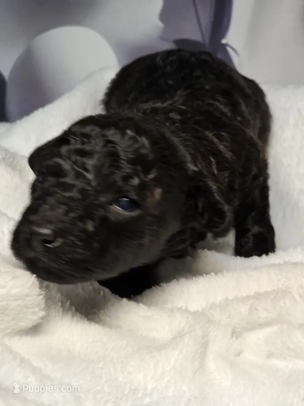 Onyx - AKC mini poodle – Poodle - Miniature  puppy for sale in Middleburg, FL