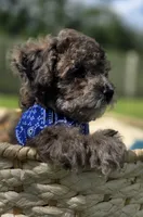 Lobo - AKC mini poodle, a male Poodle - Miniature  for sale in Middleburg, FL – 3 of 10