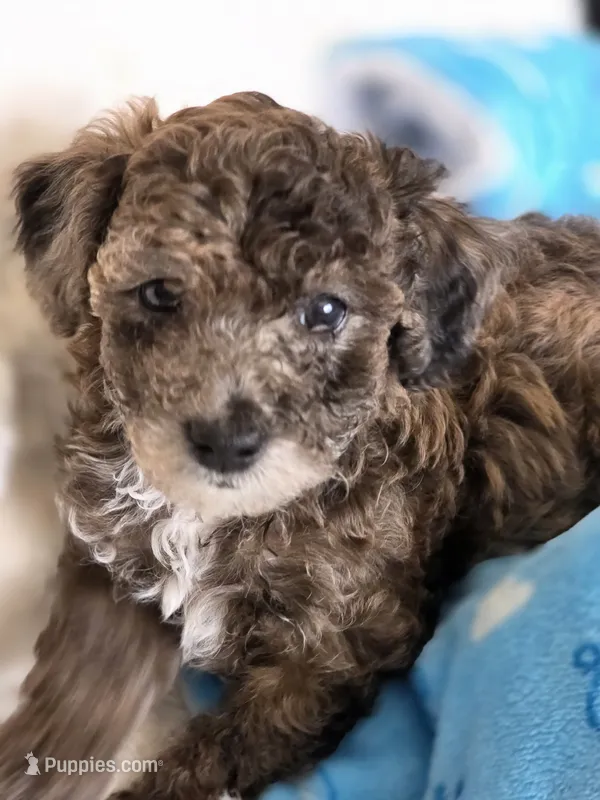 Lobo - AKC mini poodle – Poodle - Miniature  puppy for sale in Middleburg, FL