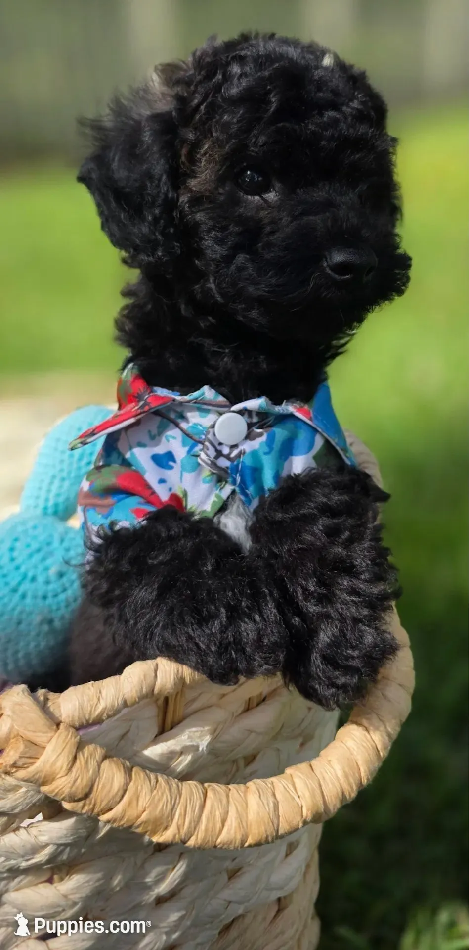 Onyx - AKC mini poodle, a male Poodle - Miniature  for sale in Middleburg, FL – 5 of 10