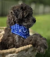 Lobo - AKC mini poodle, a male Poodle - Miniature  for sale in Middleburg, FL – 7 of 10