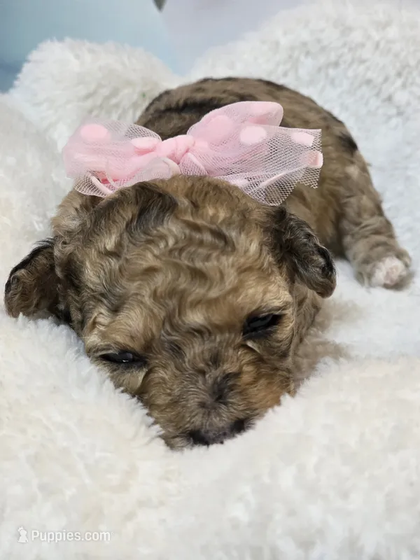 Runa - AKC mini poodle – Poodle - Miniature  puppy for sale in Middleburg, FL
