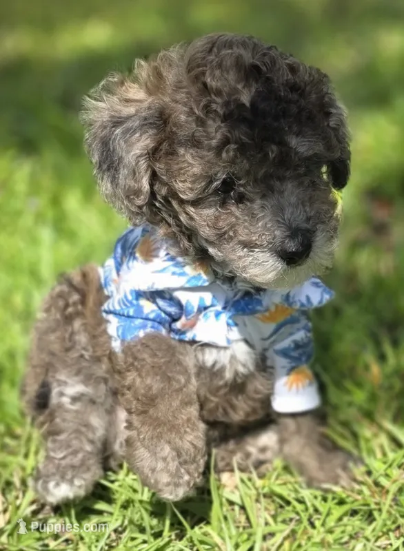 Lobo - AKC mini poodle – Poodle - Miniature  puppy for sale in Middleburg, FL