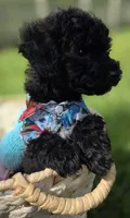 Onyx - AKC mini poodle, a male Poodle - Miniature  for sale in Middleburg, FL – 7 of 10