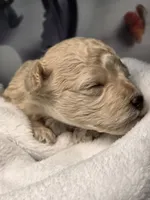 Aspen - AKC mini poodle, a male Poodle - Miniature  for sale in Middleburg, FL – 5 of 5