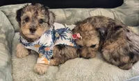 Blue- AKC mini poodle, a male Poodle - Miniature  for sale in Middleburg, FL – 7 of 10