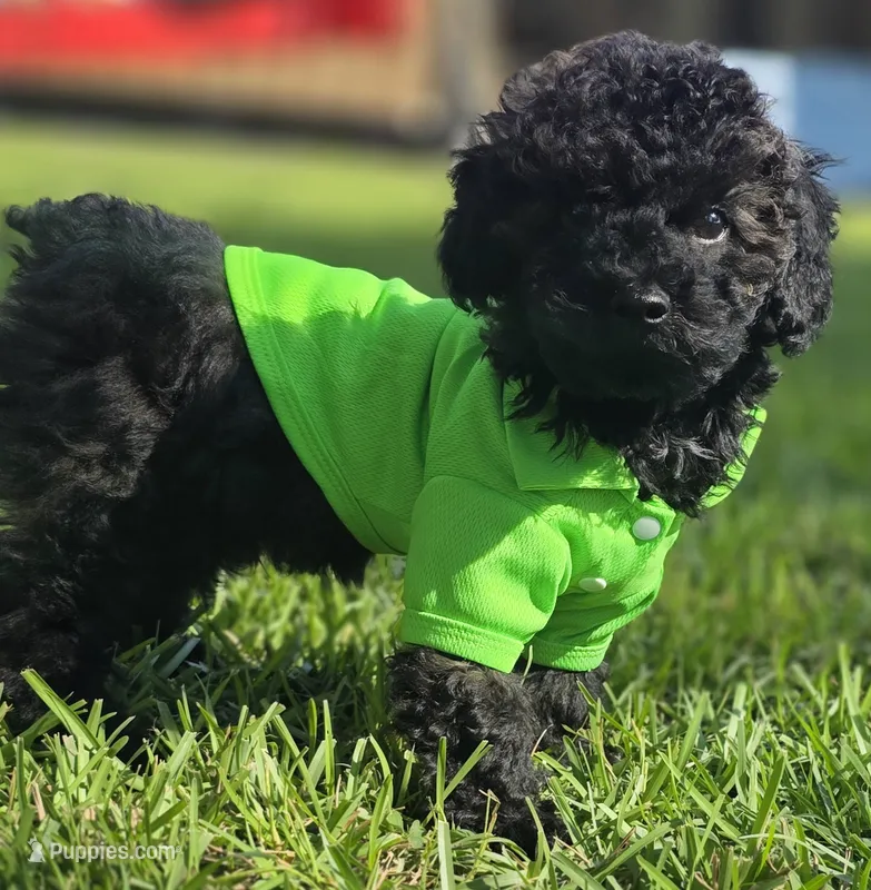 Onyx - AKC mini poodle – Poodle - Miniature  puppy for sale in Middleburg, FL