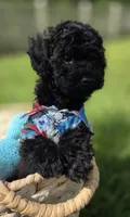 Onyx - AKC mini poodle, a male Poodle - Miniature  for sale in Middleburg, FL – 4 of 10