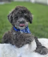 Lobo - AKC mini poodle, a male Poodle - Miniature  for sale in Middleburg, FL – 1 of 10