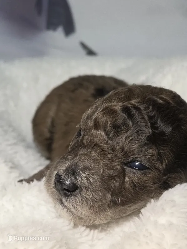 Lobo - AKC mini poodle – Poodle - Miniature  puppy for sale in Middleburg, FL