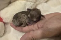 Roxie AKC, a female Poodle - Miniature  for sale in Middleburg, FL – Photo 4 of 7