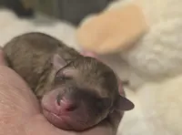 Roxie AKC, a female Poodle - Miniature  for sale in Middleburg, FL – Photo 3 of 7