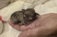 Roxie AKC, a female Poodle - Miniature  for sale in Middleburg, FL – Photo 5 of 7