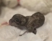 Roxie AKC, a female Poodle - Miniature  for sale in Middleburg, FL – Photo 7 of 7