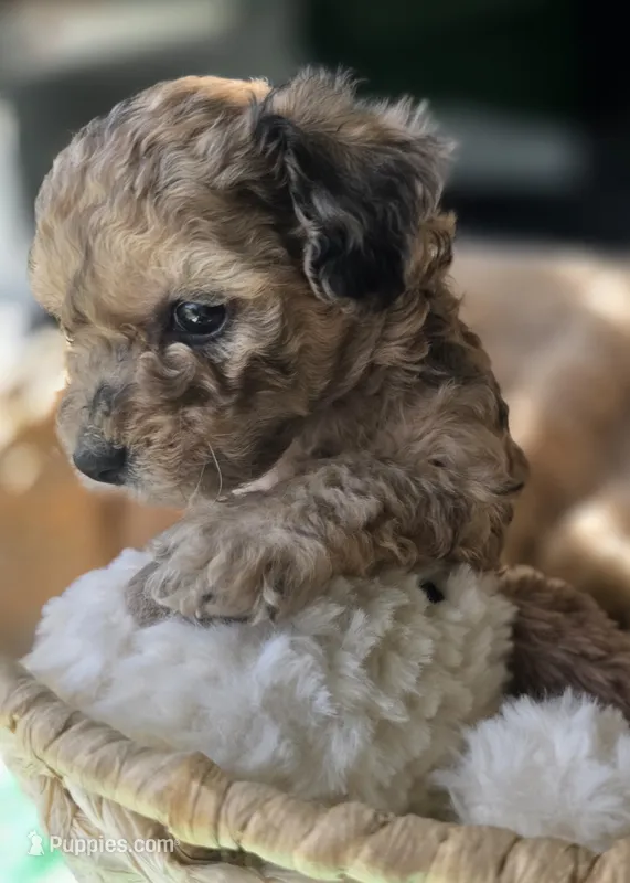 Runa - AKC mini poodle – Poodle - Miniature  puppy for sale in Middleburg, FL