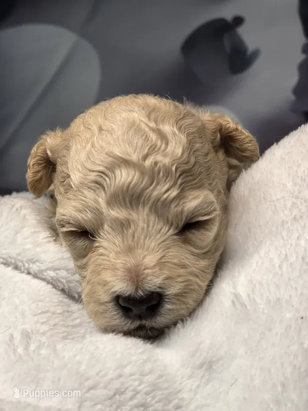Aspen - AKC mini poodle – Poodle - Miniature  puppy for sale in Middleburg, FL