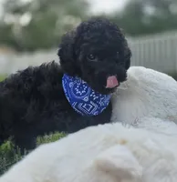 Onyx - AKC mini poodle, a male Poodle - Miniature  for sale in Middleburg, FL – 2 of 10