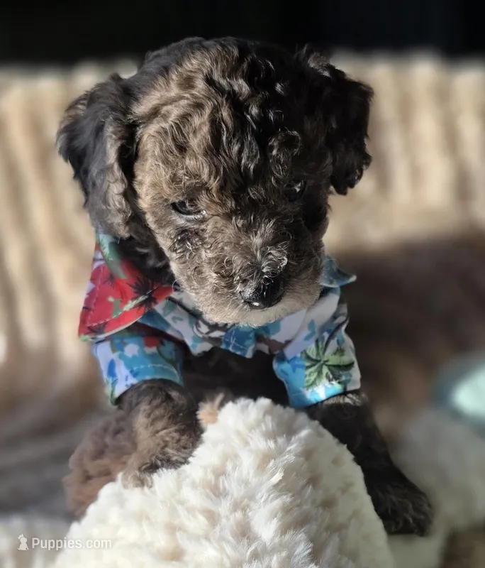 Lobo - AKC mini poodle – Poodle - Miniature  puppy for sale in Middleburg, FL
