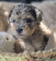 Blue- AKC mini poodle, a male Poodle - Miniature  for sale in Middleburg, FL – 2 of 10
