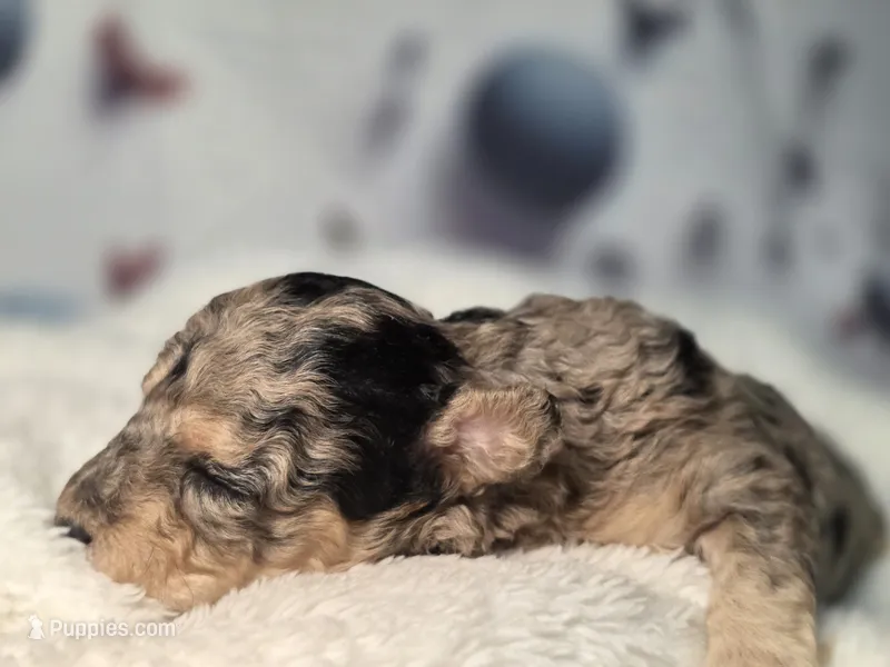 Blue- AKC mini poodle – Poodle - Miniature  puppy for sale in Middleburg, FL
