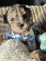 Blue- AKC mini poodle, a male Poodle - Miniature  for sale in Middleburg, FL – 4 of 10