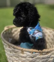 Onyx - AKC mini poodle, a male Poodle - Miniature  for sale in Middleburg, FL – 9 of 10