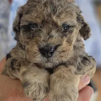Bruno AKC, a male Poodle - Miniature  for sale in Middleburg, FL – Photo 2 of 10