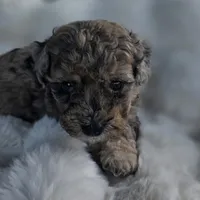 Bruno AKC, a male Poodle - Miniature  for sale in Middleburg, FL – Photo 8 of 10