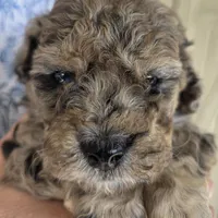 Bruno AKC, a male Poodle - Miniature  for sale in Middleburg, FL – Photo 3 of 10