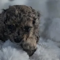 Bruno AKC, a male Poodle - Miniature  for sale in Middleburg, FL – Photo 7 of 10