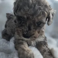 Bruno AKC, a male Poodle - Miniature  for sale in Middleburg, FL – Photo 9 of 10