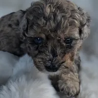 Bruno AKC, a male Poodle - Miniature  for sale in Middleburg, FL – Photo 10 of 10