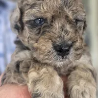 Bruno AKC, a male Poodle - Miniature  for sale in Middleburg, FL – Photo 1 of 10