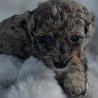 Bruno AKC, a male Poodle - Miniature  for sale in Middleburg, FL – Photo 6 of 10
