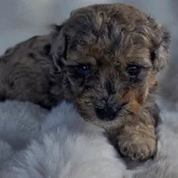 Bruno AKC, a male Poodle - Miniature  for sale in Middleburg, FL – Photo 5 of 10