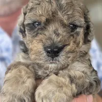 Bruno AKC, a male Poodle - Miniature  for sale in Middleburg, FL – Photo 4 of 10