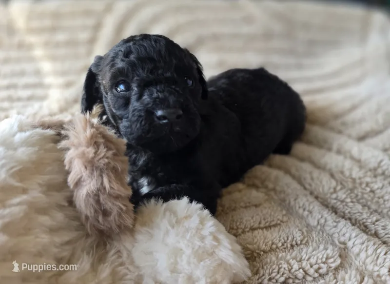 Onyx - AKC mini poodle – Poodle - Miniature  puppy for sale in Middleburg, FL