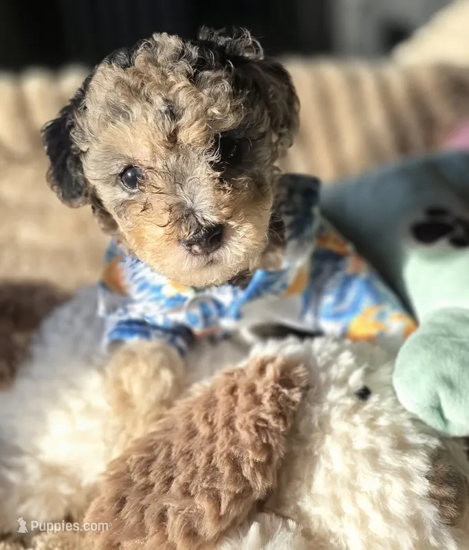 Blue- AKC mini poodle – Poodle - Miniature  puppy for sale in Middleburg, FL