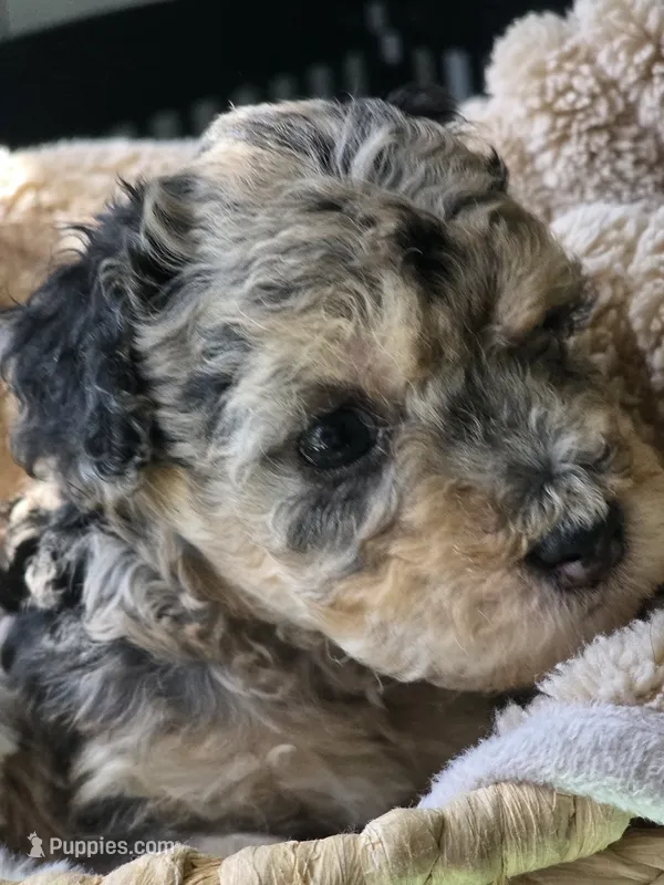 Blue- AKC mini poodle – Poodle - Miniature  puppy for sale in Middleburg, FL