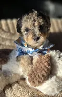 Blue- AKC mini poodle, a male Poodle - Miniature  for sale in Middleburg, FL – 10 of 10