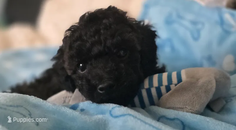 Onyx - AKC mini poodle – Poodle - Miniature  puppy for sale in Middleburg, FL