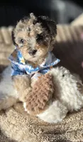 Blue- AKC mini poodle, a male Poodle - Miniature  for sale in Middleburg, FL – 8 of 10