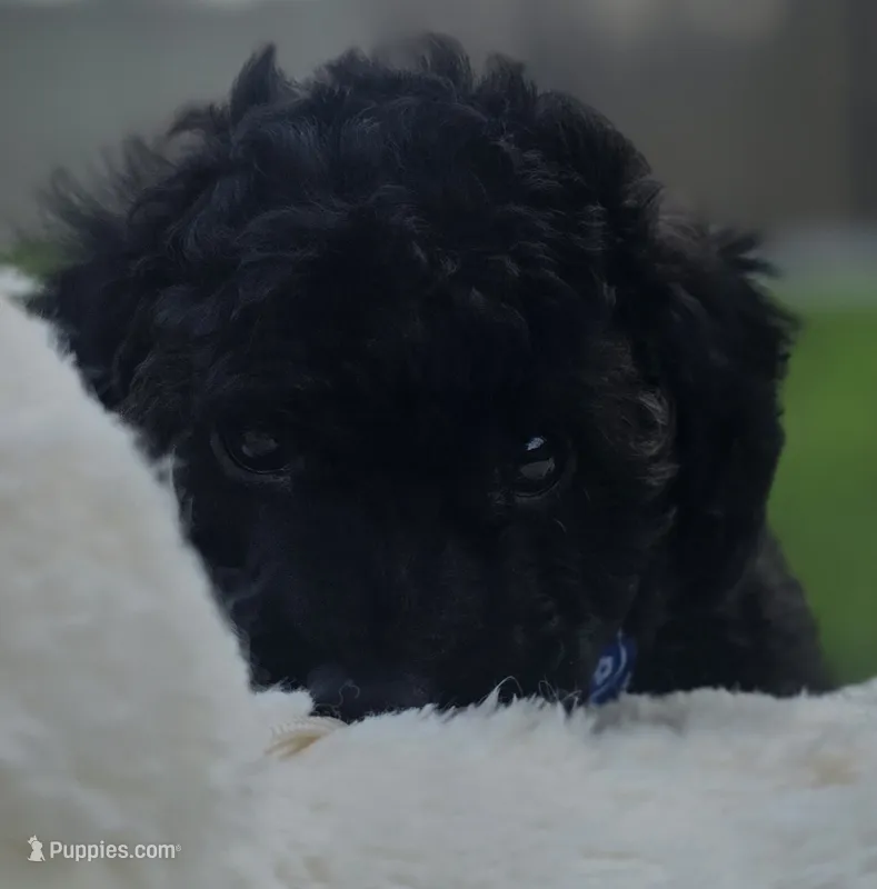 Onyx - AKC mini poodle – Poodle - Miniature  puppy for sale in Middleburg, FL